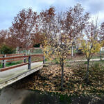Piscina Del Bbv Cabanillas Del Campofoto